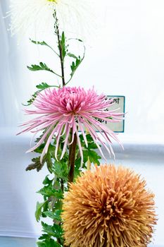 Kolkata Horticulture Society, West Bengal, India May 2019 - Bee Balm and Dahlia tulip flowers in full bloom at an annual flower show in an exotic exhibit of tropical flowers show in Kolkata India.