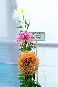 Kolkata Horticulture Society, West Bengal, India May 2019 - Bee Balm and Dahlia tulip flowers in full bloom at an annual flower show in an exotic exhibit of tropical flowers show in Kolkata India.