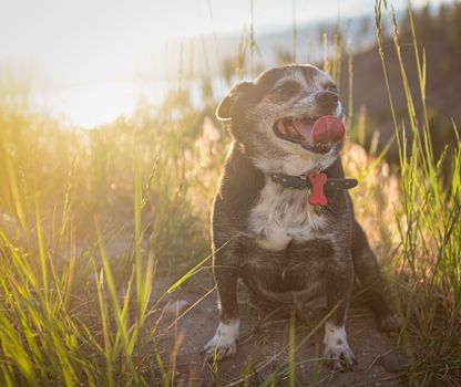 An Old Chubby Chihuahua Dog At Sunset