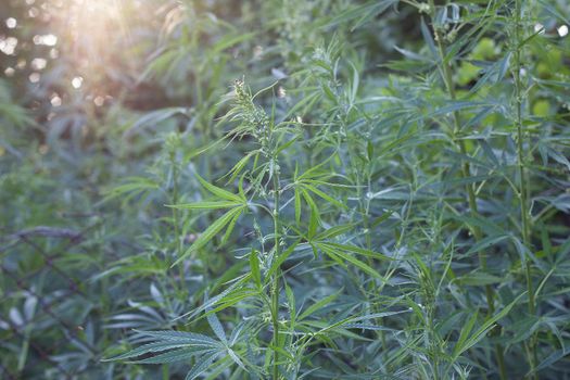 hemp bush in nature. Young shoots of hemp outdoors. Illegal breeding horse