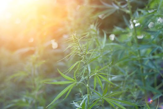 hemp bushes in the open air. Illegal cultivation of narcotic drugs. Young shoots of hemp with sunlight