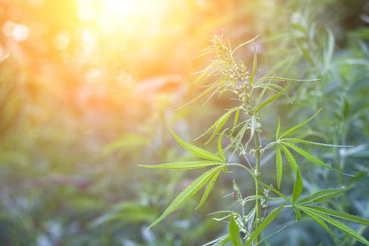 hemp bushes in the open air. Illegal cultivation of narcotic drugs. Young shoots of hemp with sunlight