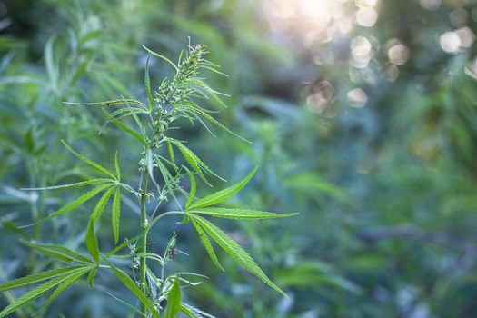 hemp bush in nature. Young shoots of hemp outdoors. Illegal breeding horse