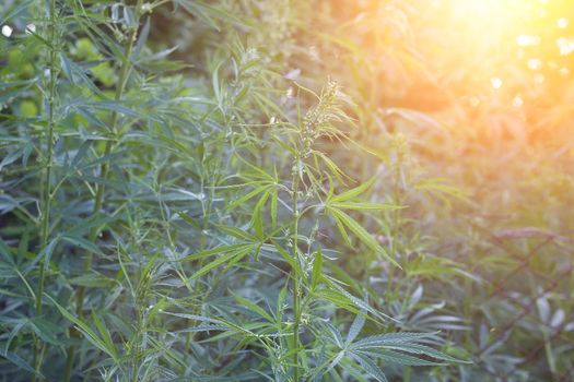 hemp bushes in the open air. Illegal cultivation of narcotic drugs. Young shoots of hemp with sunlight