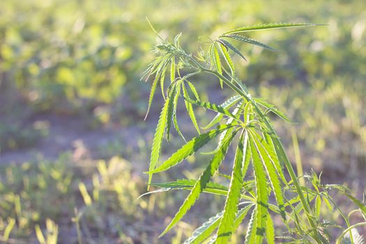 hemp bush in nature. Young shoots of hemp outdoors. Illegal breeding horse