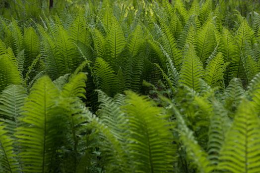 Green ferns plant in the forest in sunny summer evening