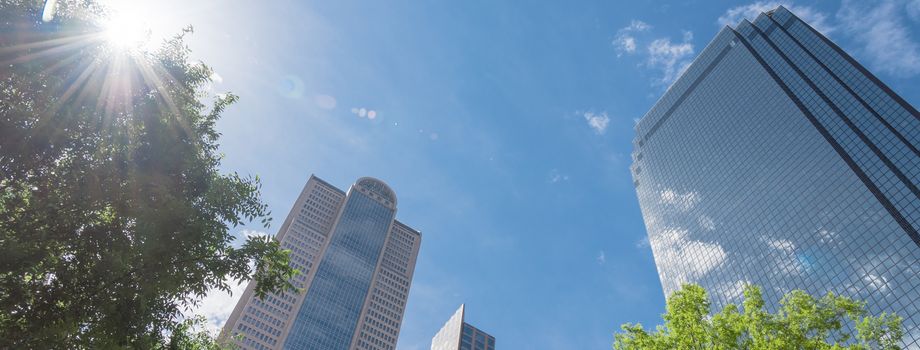 Panorama lookup view of skylines and tall trees in downtown Dallas, Texas, America. Sunny day with cloud blue sky