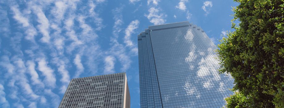 Panorama lookup view of skylines and tall trees in downtown Dallas, Texas, America. Sunny day with cloud blue sky