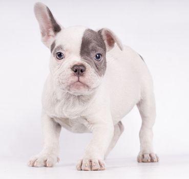 Portrait of French bulldog, frenchie, adorable pug dog isolated on white background
