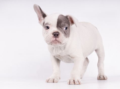 Portrait of French bulldog, frenchie, adorable pug dog isolated on white background