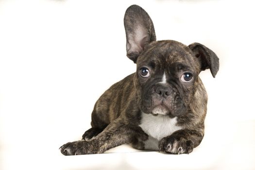 Portrait of French bulldog, frenchie, adorable pug dog isolated on white background