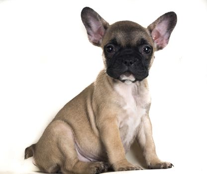 Portrait of French bulldog, frenchie, adorable pug dog isolated on white background