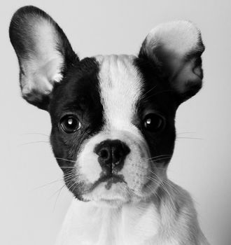 Portrait of French bulldog, frenchie, adorable pug dog isolated on white background