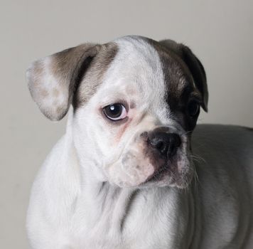 Portrait of French bulldog, frenchie, adorable pug dog isolated on white background