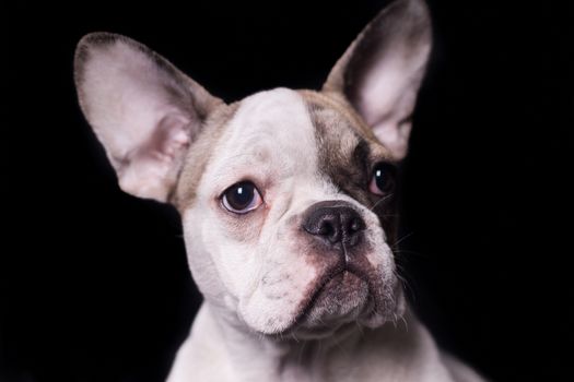 Portrait of French bulldog, frenchie, adorable pug dog isolated on black background