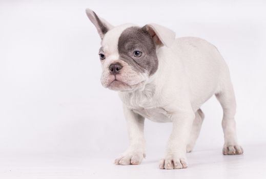 Portrait of French bulldog, frenchie, adorable pug dog isolated on white background