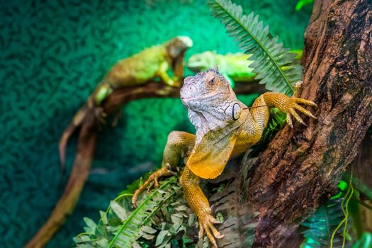 beautiful closeup portrait of a american green iguana in a tree, tropical lizard specie from America, popular exotic pets