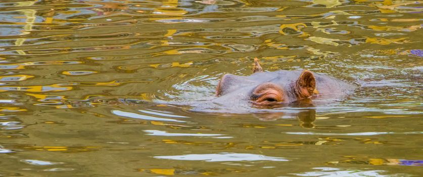 common hippo swimming in the water, the face of a hippopotamus above water in closeup, Vulnerable animal specie from Africa