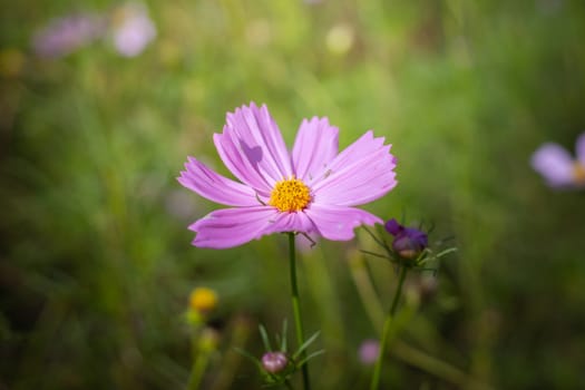 The background image of the colorful flowers, background nature