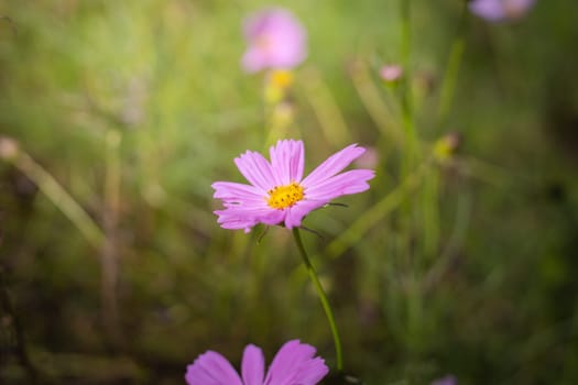 The background image of the colorful flowers, background nature