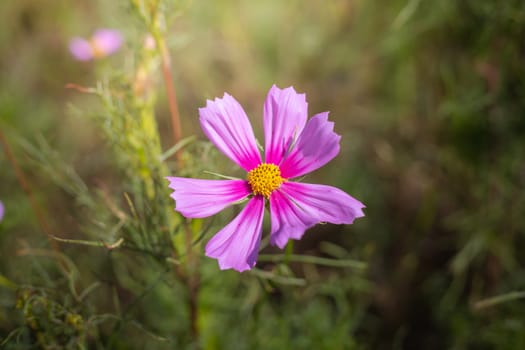 The background image of the colorful flowers, background nature