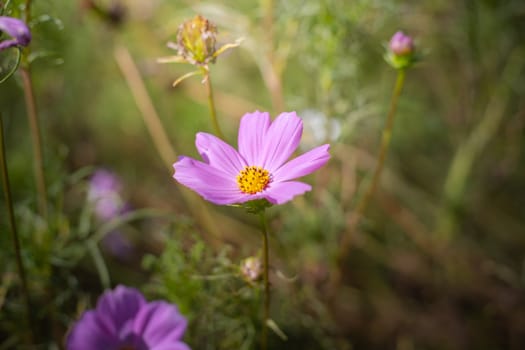 The background image of the colorful flowers, background nature