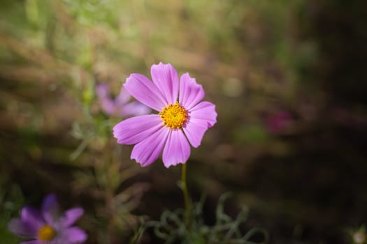 The background image of the colorful flowers, background nature