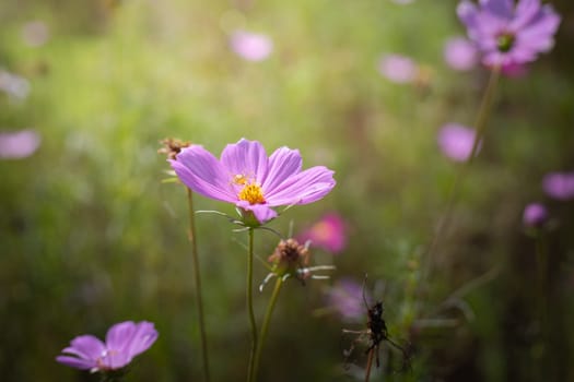 The background image of the colorful flowers, background nature