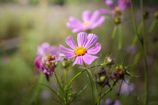 The background image of the colorful flowers, background nature