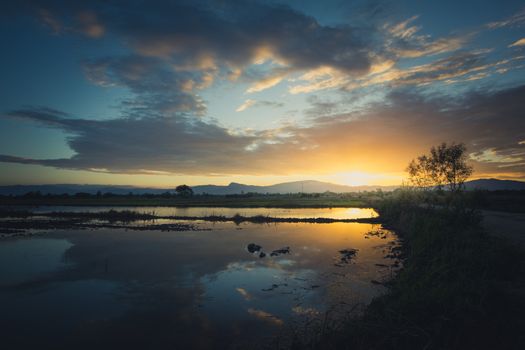 Field of grass during sunset, nature background