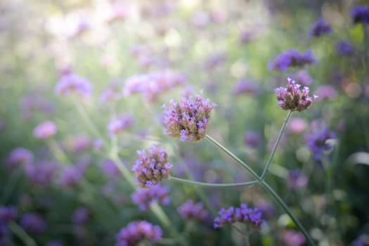 The background image of the colorful flowers, background nature