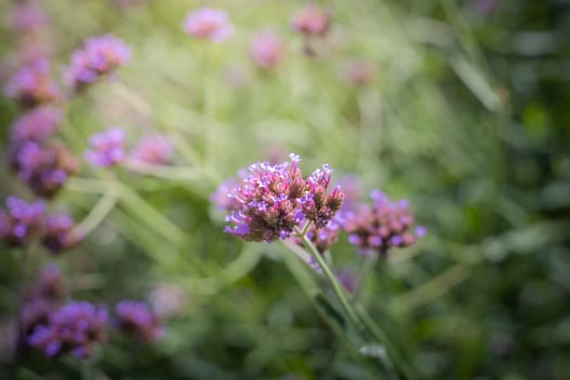 The background image of the colorful flowers, background nature