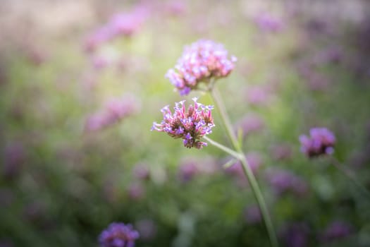 The background image of the colorful flowers, background nature