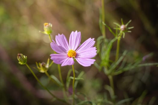 The background image of the colorful flowers, background nature