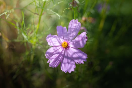 The background image of the colorful flowers, background nature