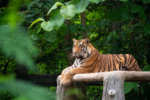 bengal tiger lying  down among green tree