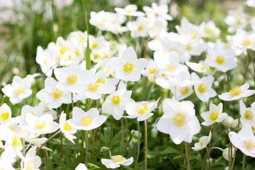 glade of white flowers. Spring flowers . Field perennial white flowers.