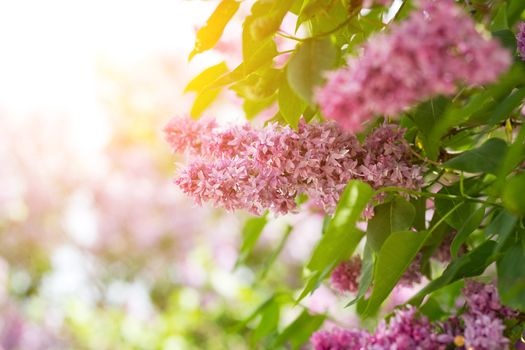 purple lilac outdoors. Gentle spring background. Spring May Flowers.