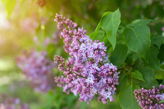 purple lilac outdoors. Gentle spring background. Spring May Flowers.