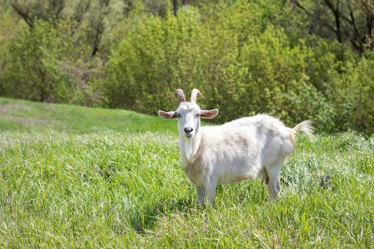 White goat on a green meadow. Walking agriculture. Pets