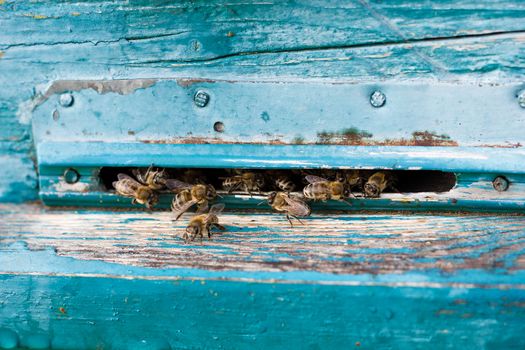 Bees fly out of evidence. Bees collect nectar . Bee breeding