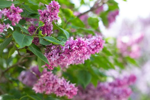 purple lilac outdoors. Gentle spring background. Spring May Flowers.