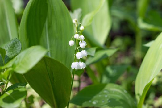 One lily of the valley in the spring forest. Gentle spring flowers. May Flower