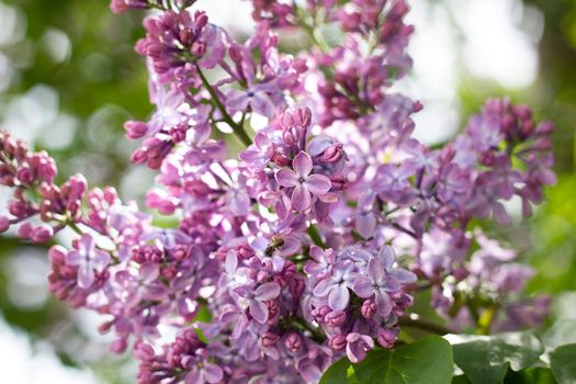 purple lilac outdoors. Gentle spring background. Spring May Flowers.