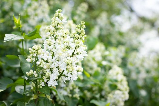 a sprig of white lilac outdoors. May flowers. Spring gentle background.