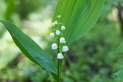 One lily of the valley in the spring forest. Gentle spring flowers. May Flower