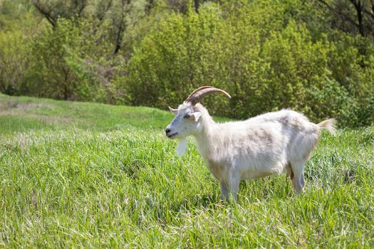 White goat on a green meadow. Walking agriculture. Pets