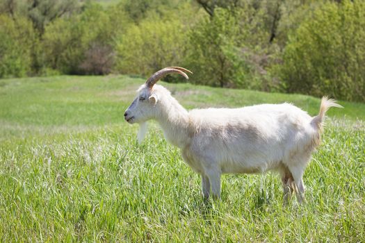 White goat on a green meadow. Walking agriculture. Pets