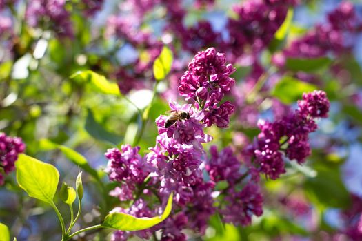 purple lilac outdoors. Gentle spring background. Spring May Flowers.