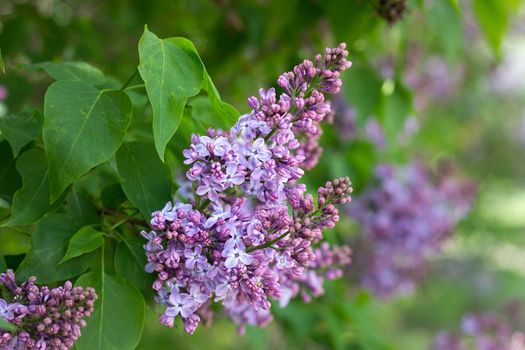 purple lilac outdoors. Gentle spring background. Spring May Flowers.